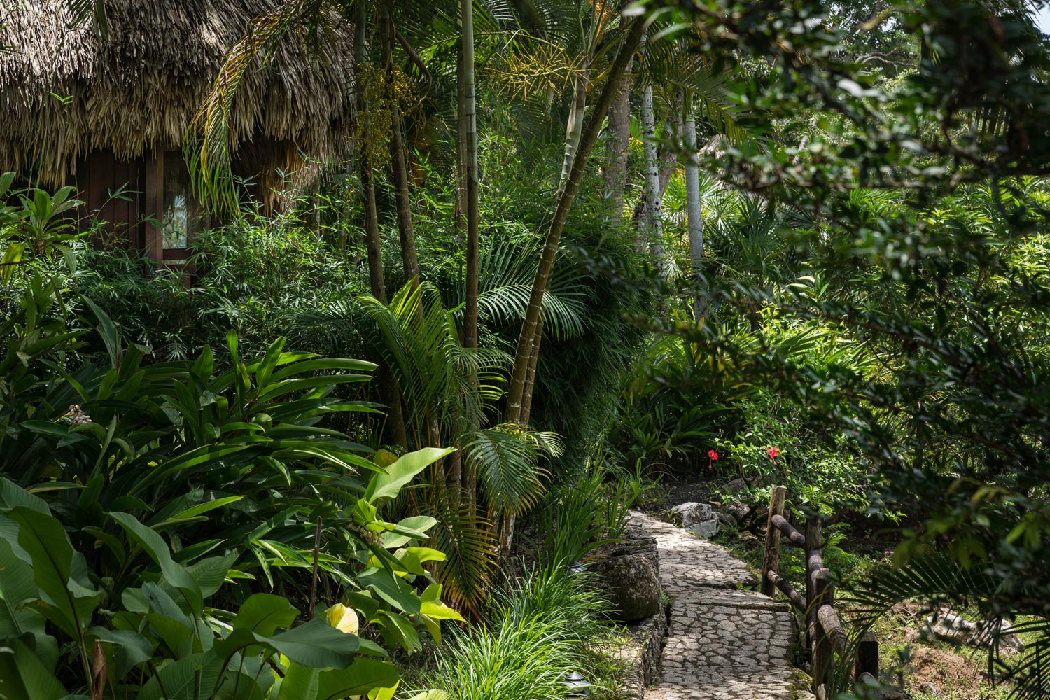 Forest setting at Blancaneaux