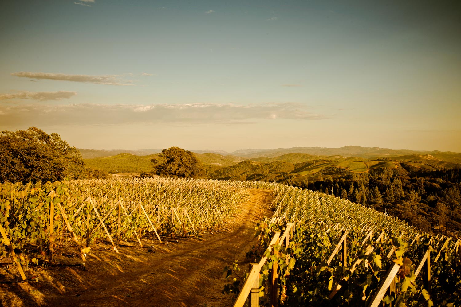 Rows of vines in warm evening light