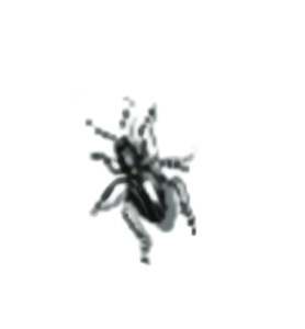 Close-up of the small spider from the RC Reserve label